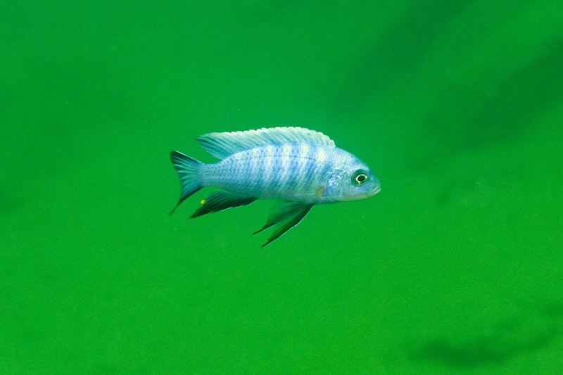 Cynotilapia axelrodi 'Nkhata Bay'